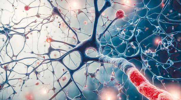 胚胎干細胞和神經(jīng)干細胞在科學(xué)研究中的區(qū)別是什么？