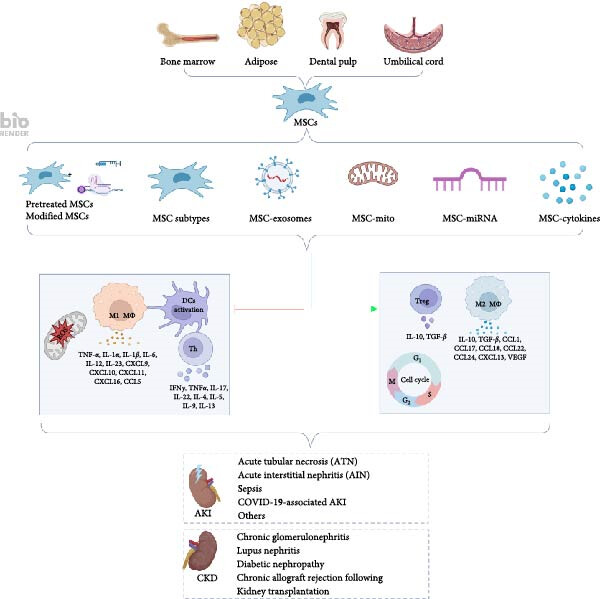 圖1：間充質(zhì)干細(xì)胞介導(dǎo)的免疫調(diào)節(jié)和組織修復(fù)在腎臟疾病中的機(jī)制。
