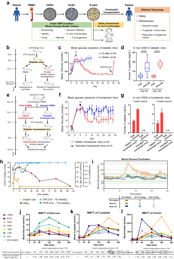 圖1:2型糖尿病患者自體E型胰島移植的臨床前研究和臨床結果 圖1:2型糖尿病患者自體E型胰島移植的臨床前研究和臨床結果