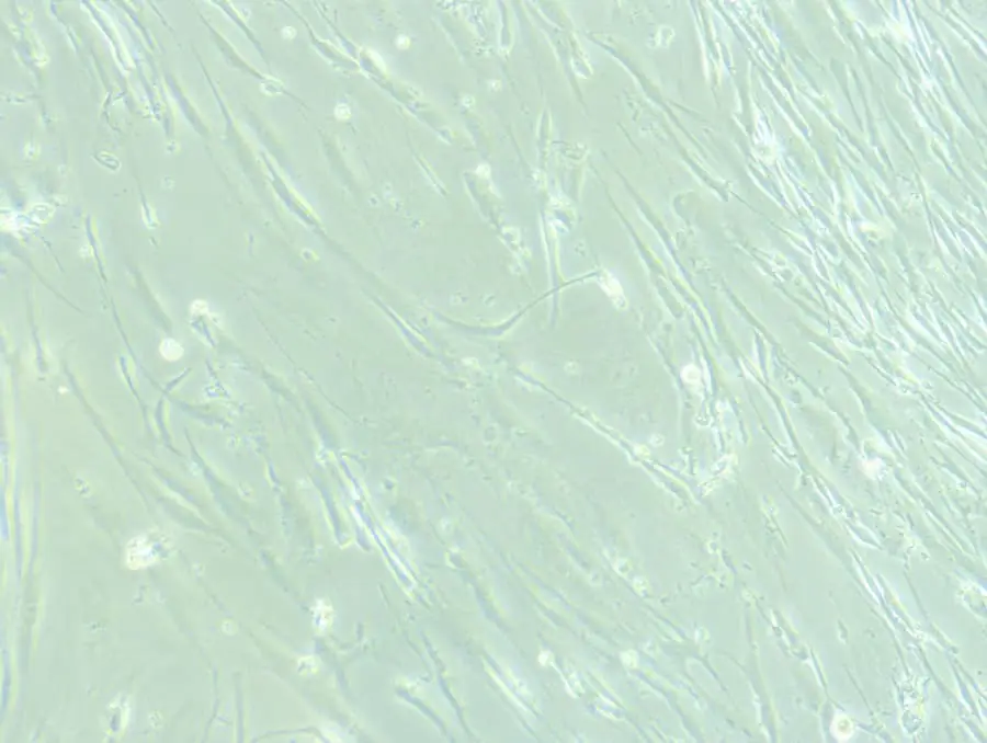 顯微鏡下的神經干細胞。