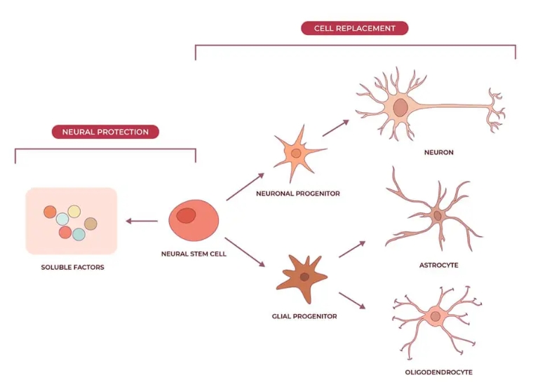 神經干細胞可分化為神經元、星形膠質細胞和少突膠質細胞，在恢復神經系統(tǒng)疾病的認知功能方面取得重大進展