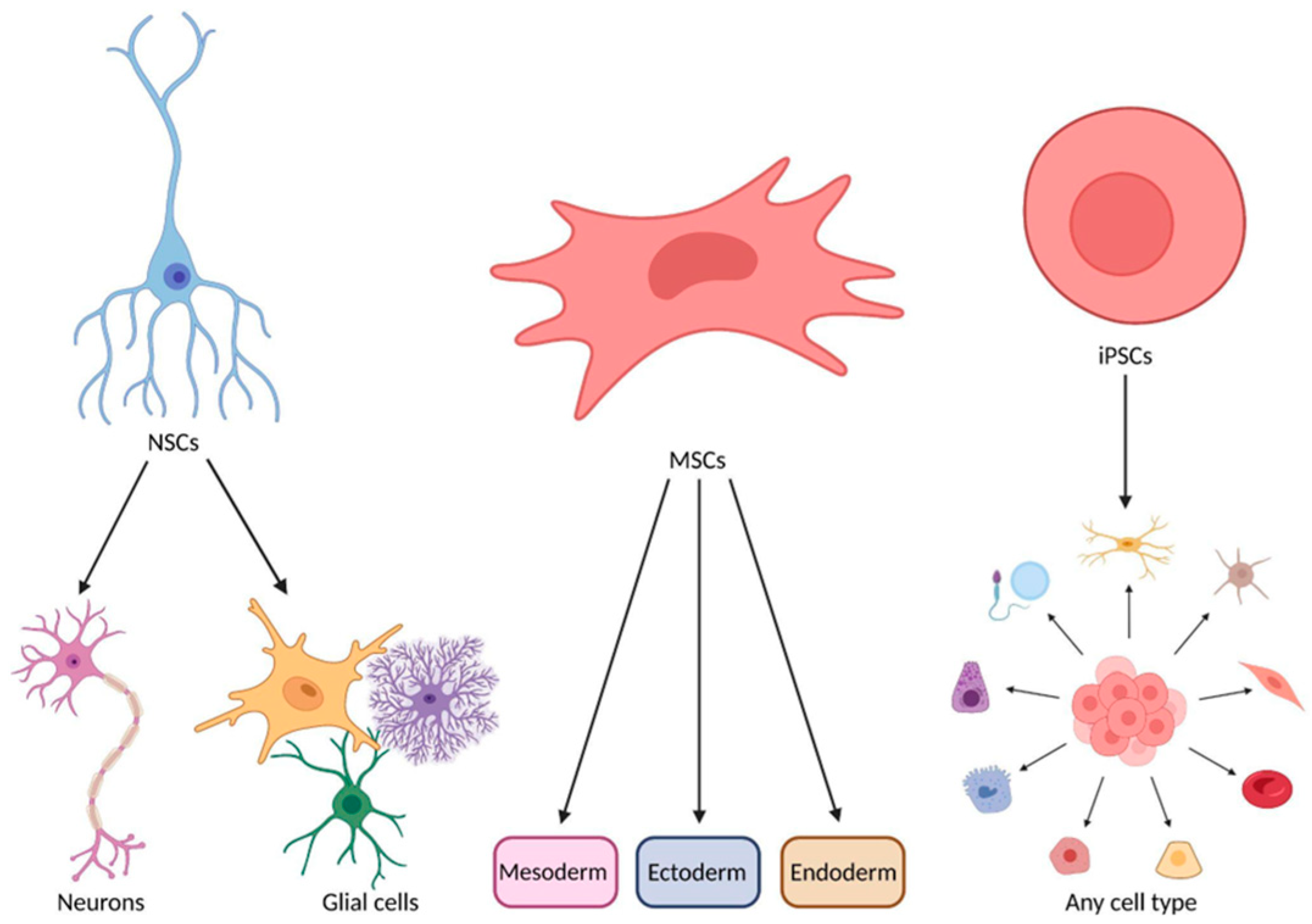 圖1：神經(jīng)干細(xì)胞、間充質(zhì)干細(xì)胞和誘導(dǎo)多能干細(xì)胞的分化潛力。