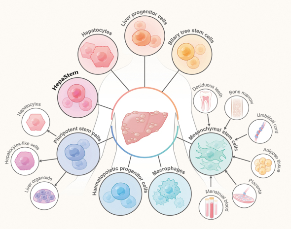 圖1：用于治療終末期肝病的細(xì)胞來源和類型