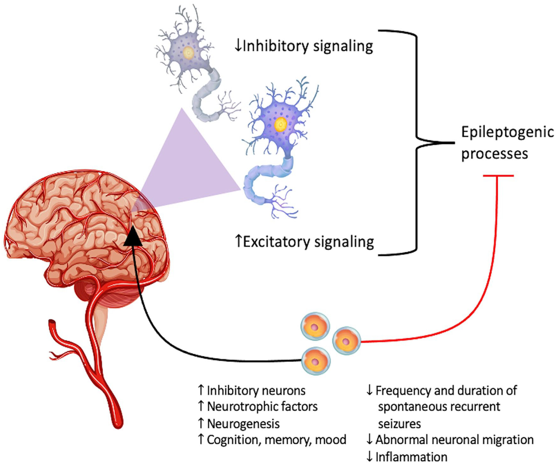 圖1：癲癇的主要潛在病理生理學(xué)：神經(jīng)層面的異常興奮和抑制信號(hào)。