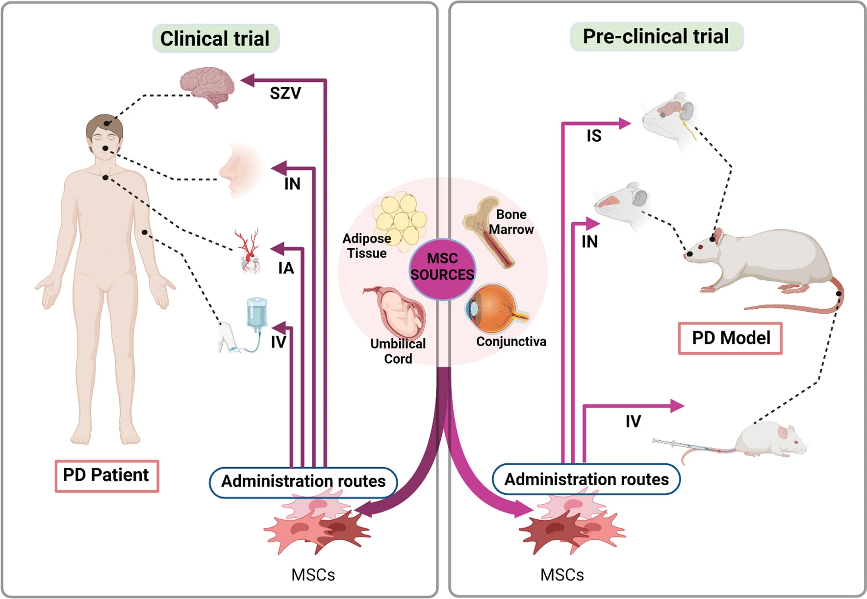 圖2：間充質干細胞 (MSC) 治療帕金森病 (PD) 的臨床前和臨床研究。
