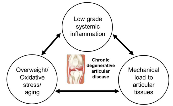 圖1：膝骨關(guān)節(jié)炎的病理生理學。