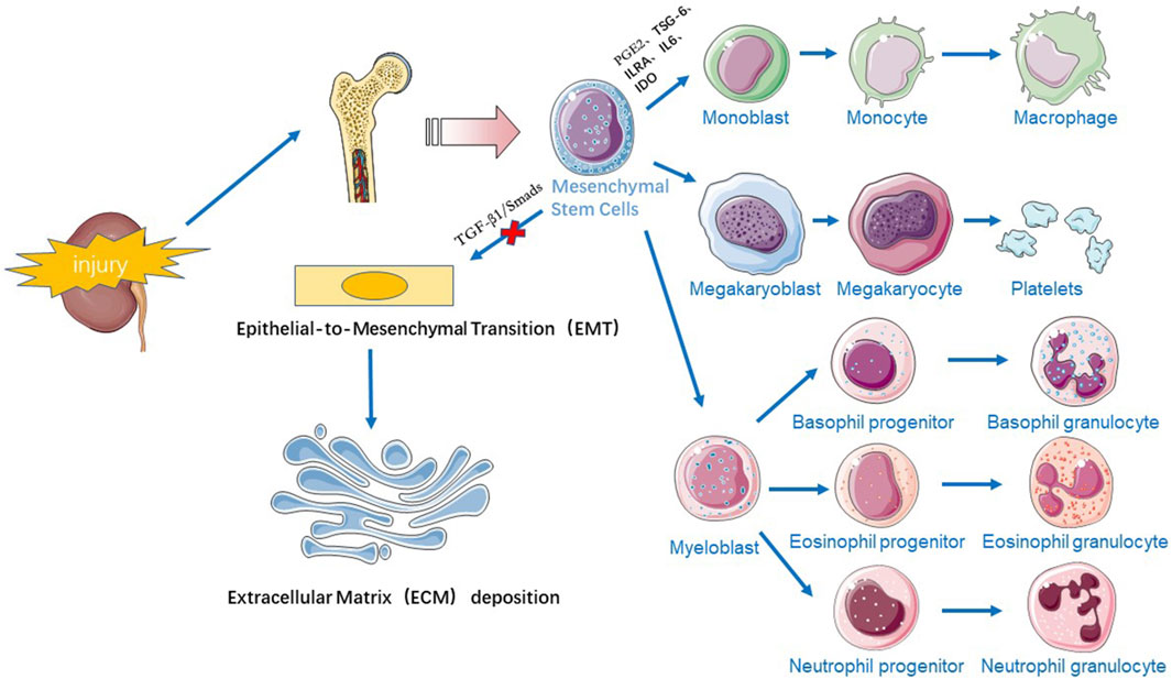 圖1：干細(xì)胞療法治療慢性腎病的機(jī)制示意圖。