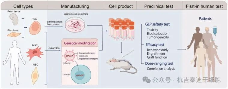 圖2：下一代干細胞療法。