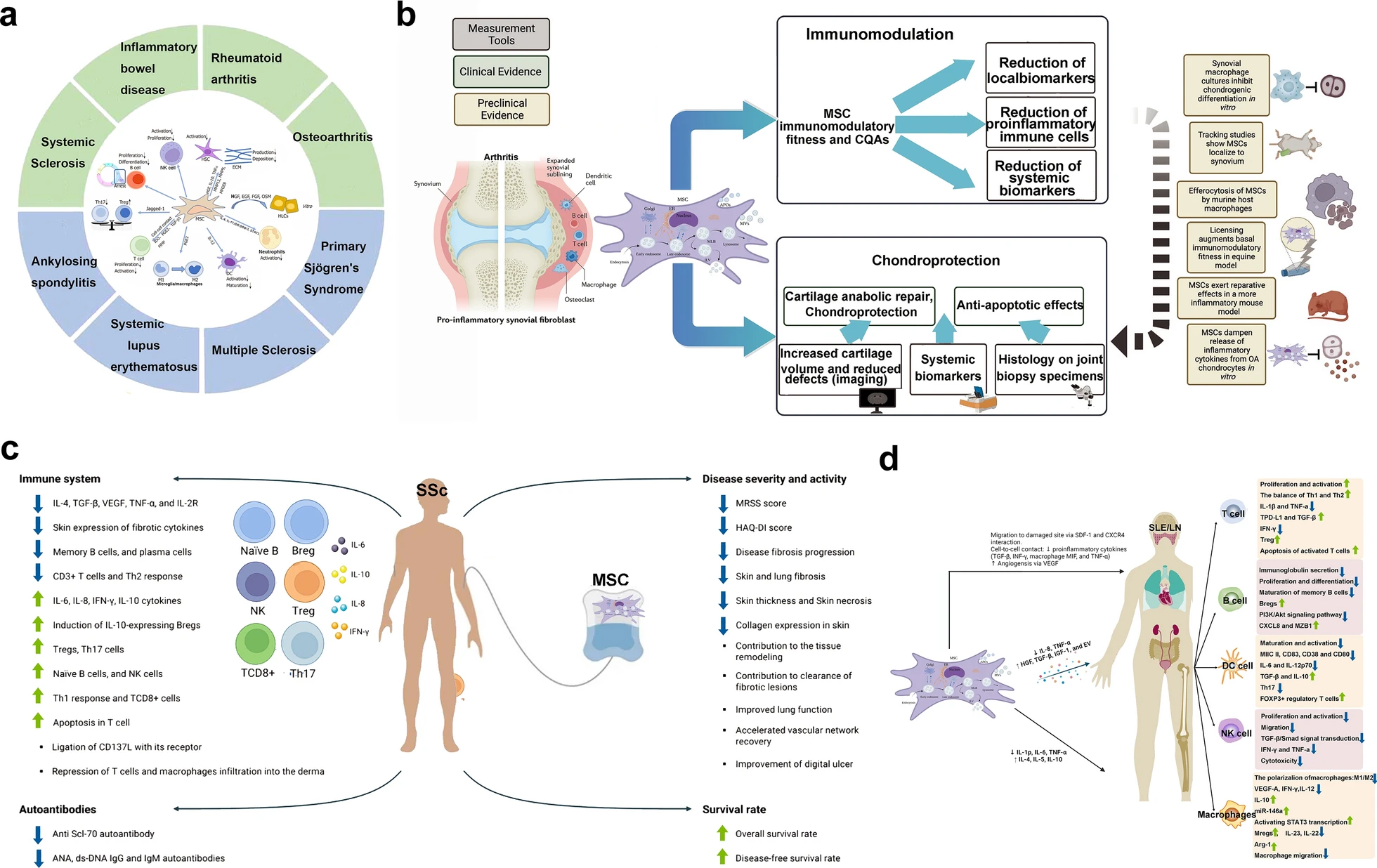 圖18：間充質(zhì)干細胞治療不同疾病的機制（a：自身免疫性疾病和風濕性免疫疾病；b：炎性關(guān)節(jié)炎；c：Ssc；SLE和LN）