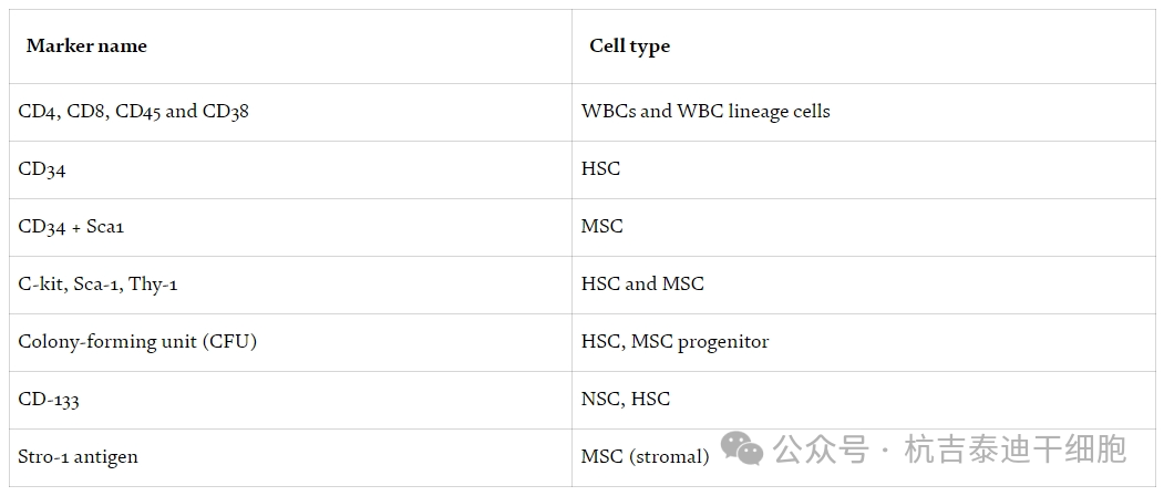 表2：用于識別基本干細(xì)胞類型的細(xì)胞表面標(biāo)記。