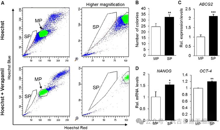 圖8：使用染料Hoechst-33342和維拉帕米識別成體干細(xì)胞。