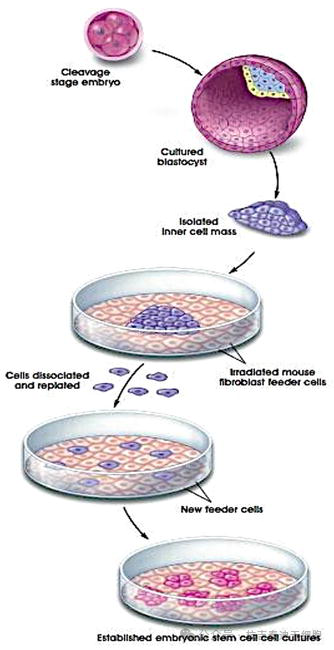 圖4：在實驗室中培養(yǎng)人類胚胎干細(xì)胞。