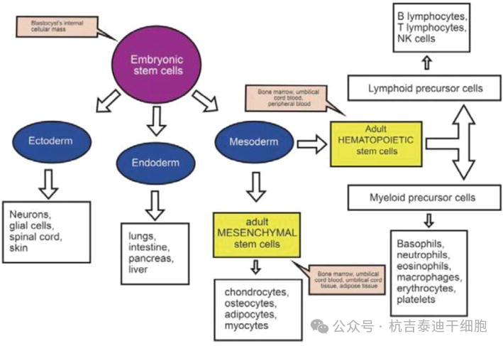 圖3：該圖描繪了胚胎干細(xì)胞的多能性和成體干細(xì)胞的多能性。