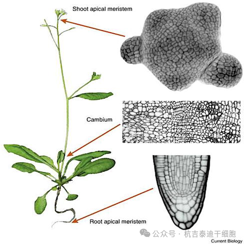 圖2：顯示植物的分生組織，以莖和根頂端分生組織和形成層表示。分生組織是植物的干細(xì)胞，也是全能性的，能夠產(chǎn)生整個植物。
