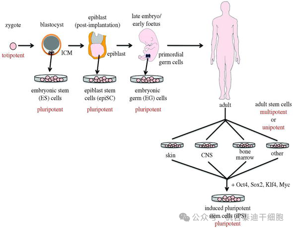 圖1：從多能干細(xì)胞生成羊膜功能細(xì)胞。此外，這還清楚地說明了全能性和多能性。