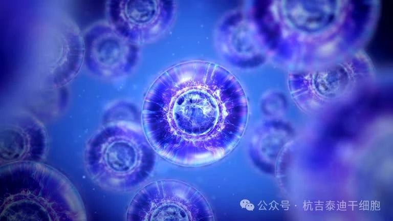 干細(xì)胞大揭秘：胚胎與成體干細(xì)胞的知識及其在復(fù)雜疾病中的應(yīng)用全解析