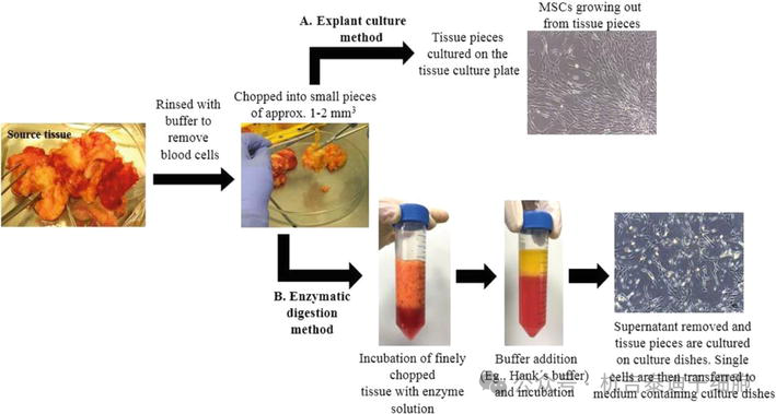 圖6：在實驗室環(huán)境中培養(yǎng)成體（間充質(zhì)）干細(xì)胞的無菌方法。