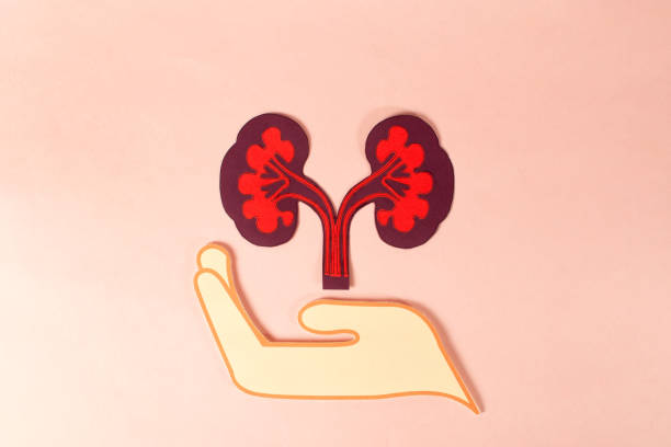 再生醫(yī)學(xué)vs藥理干預(yù):干細(xì)胞與藥物在腎病治療中的療效對(duì)比 再生醫(yī)學(xué)vs藥理干預(yù):干細(xì)胞與藥物在腎病治療中的療效對(duì)比