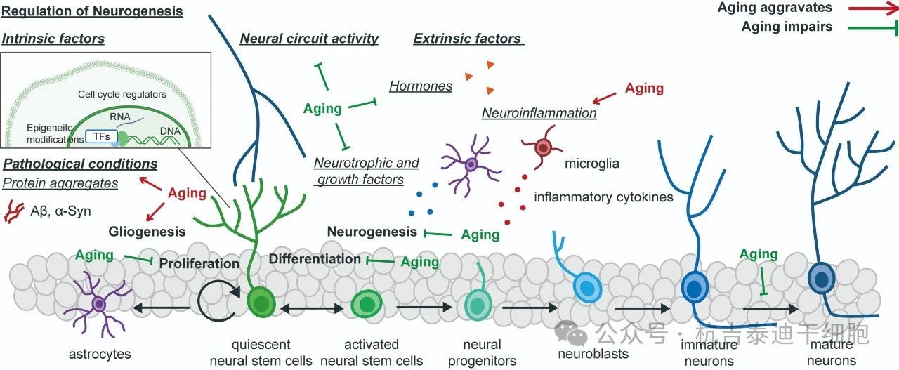 圖1：健康衰老過程中神經(jīng)發(fā)生和神經(jīng)干細(xì)胞變化的調(diào)節(jié)。