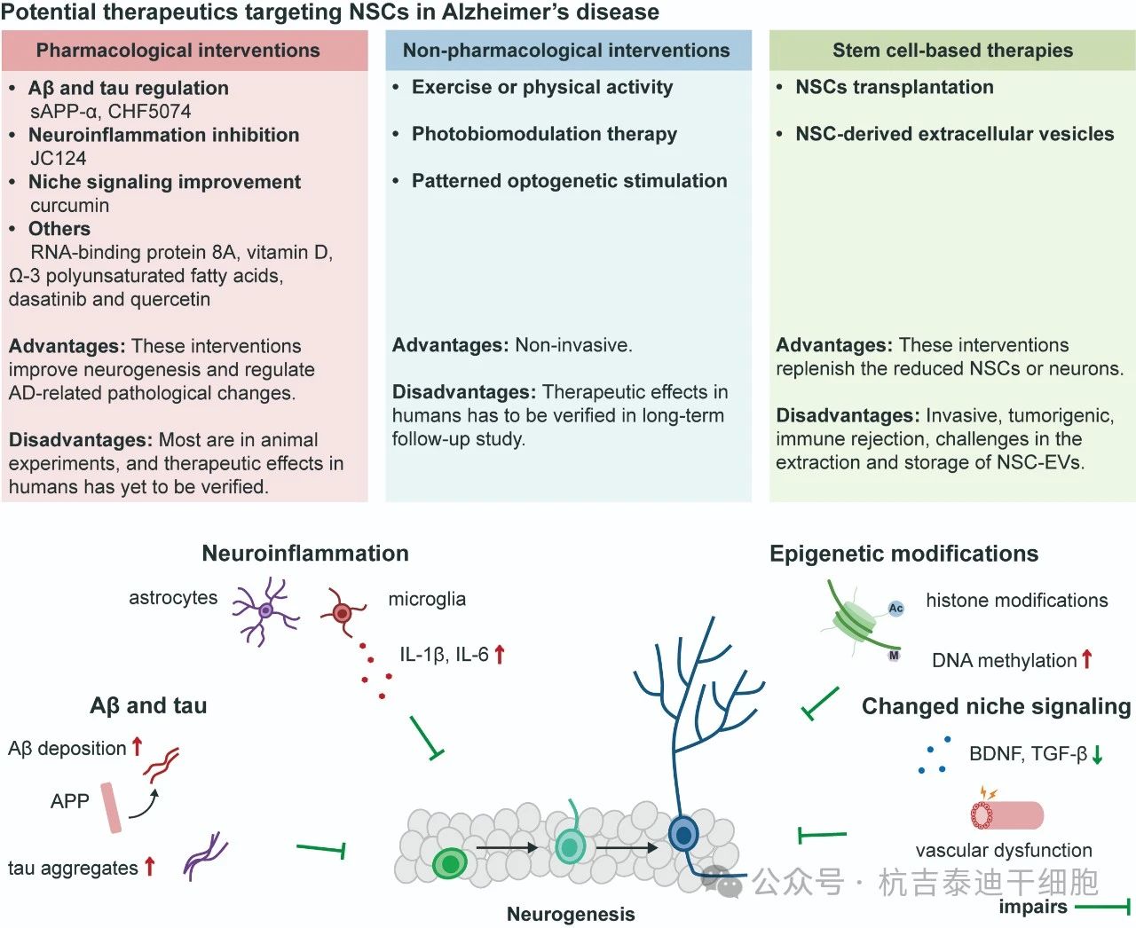 圖2：針對阿爾茨海默病中神經(jīng)干細(xì)胞的潛在療法。