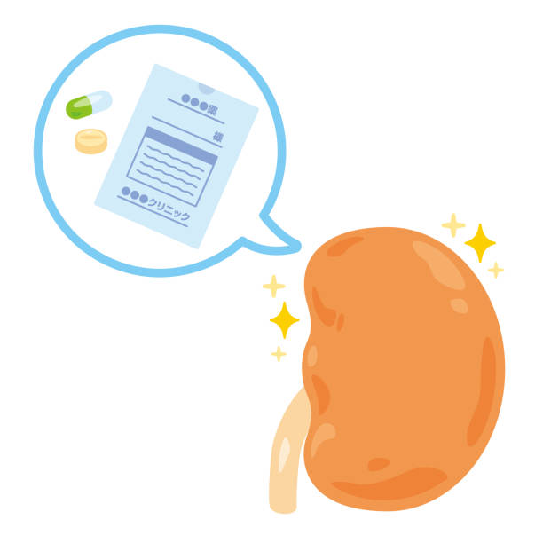 間充質(zhì)干細(xì)胞治療腎病的獨(dú)特優(yōu)勢(shì):5項(xiàng)臨床驗(yàn)證患者腎功能改善 間充質(zhì)干細(xì)胞治療腎病的獨(dú)特優(yōu)勢(shì):5項(xiàng)臨床驗(yàn)證患者腎功能改善