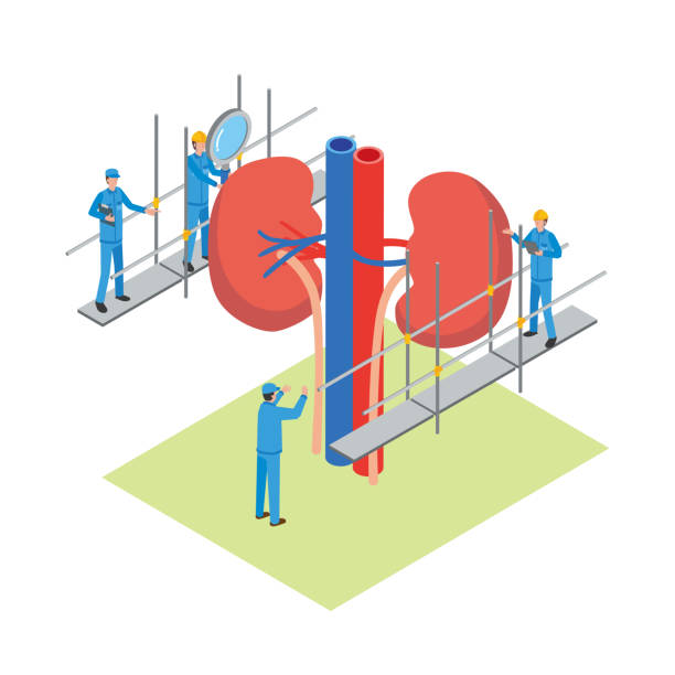 骨髓、臍帶還是脂肪：哪種間充質干細胞最適合腎病治療？