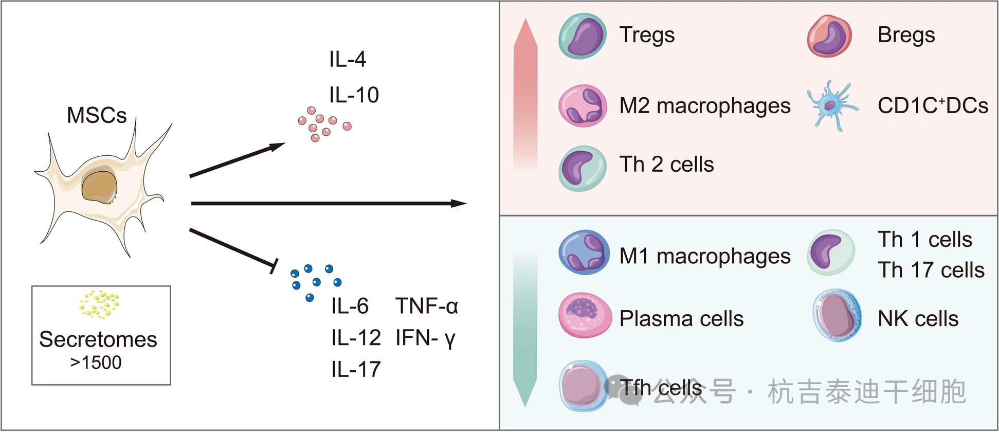 圖3：間充質(zhì)干細(xì)胞通過(guò)其免疫調(diào)節(jié)機(jī)制來(lái)治療慢性腎病。
