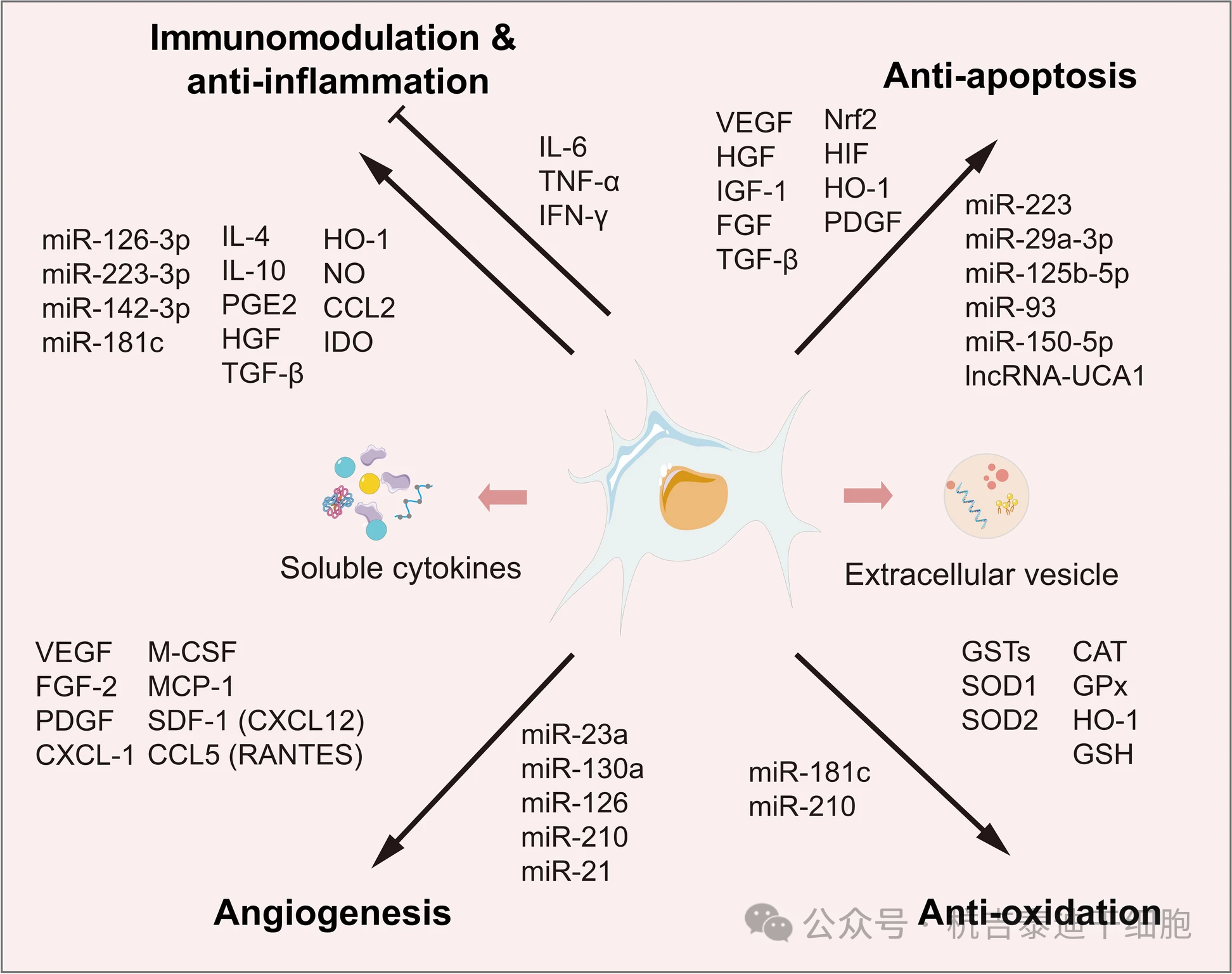 圖2：MSCs分泌體中的常見(jiàn)因子。
