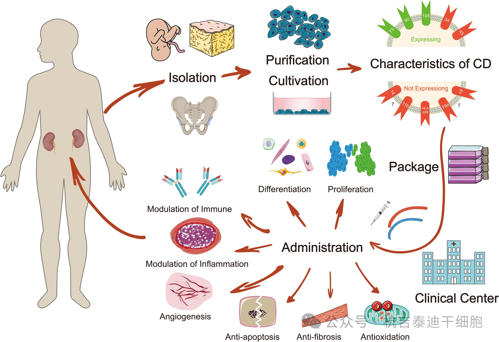 圖1：間充質(zhì)干細(xì)胞治療慢性腎臟病的間充質(zhì)干細(xì)胞的分離、培養(yǎng)、特性、臨床給藥及治療機(jī)制