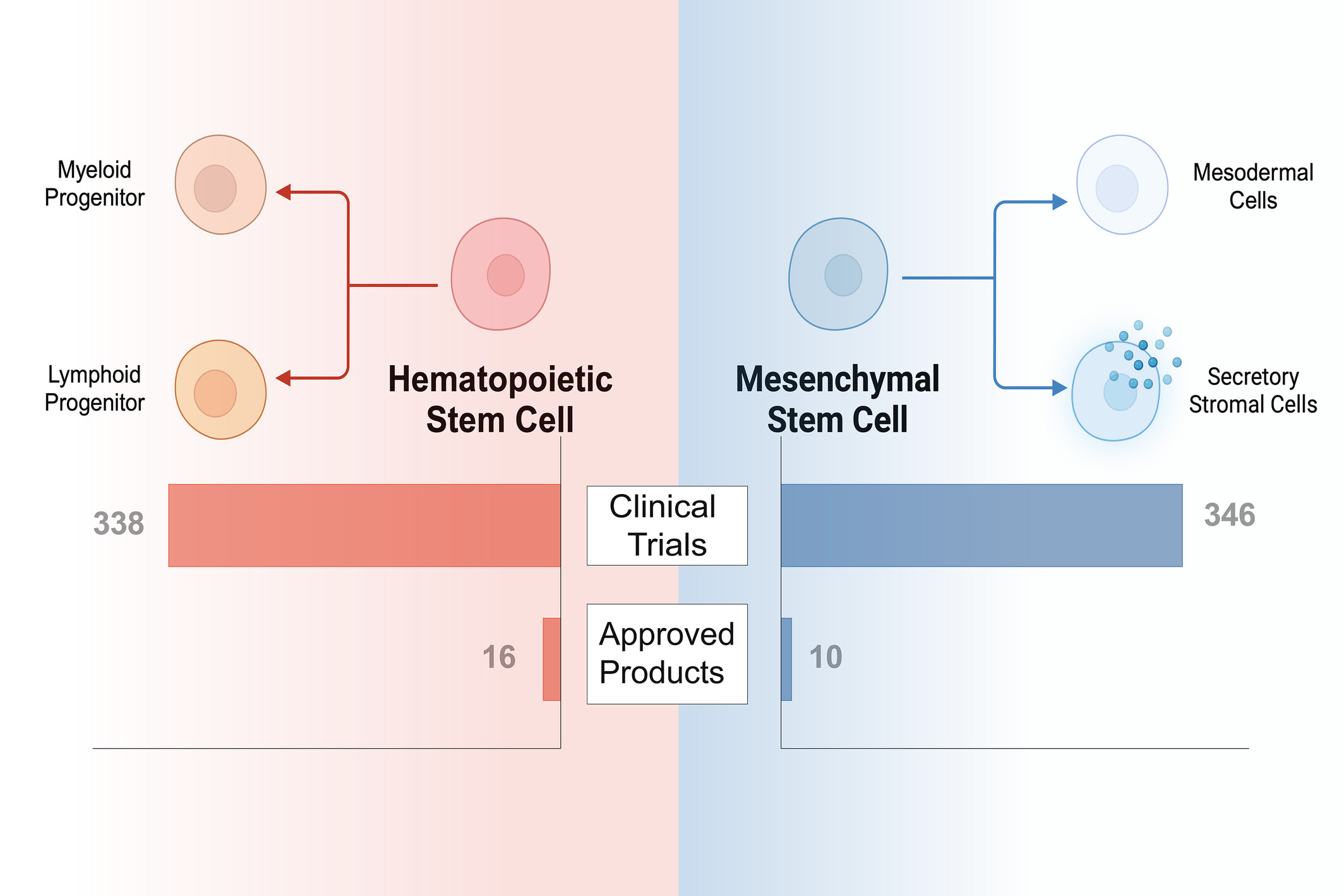 圖1：已獲批準(zhǔn)或臨床研究的干細(xì)胞療法中使用的常見干細(xì)胞類型。HSC和MSC在干細(xì)胞療法的臨床領(lǐng)域中占主導(dǎo)地位。