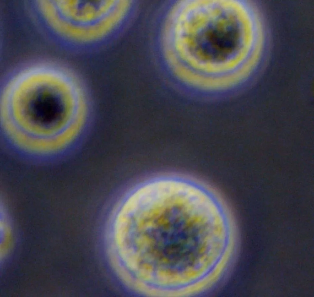 干細(xì)胞療法:其工作原理的簡(jiǎn)單指南 干細(xì)胞療法:其工作原理的簡(jiǎn)單指南