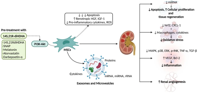 圖2：間充質(zhì)干細胞 (MSC) 療法在腎病中的應用及其對細胞凋亡、組織再生、氧化應激、炎癥和血管生成的影響。使用多種藥物進行預處理可以增強MSC療法的效果。?