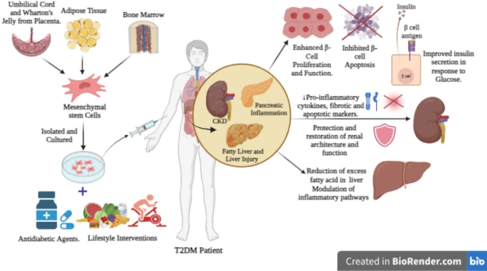 圖1:干細(xì)胞治療和藥物干預(yù)的聯(lián)合作用。 圖1:干細(xì)胞治療和藥物干預(yù)的聯(lián)合作用。