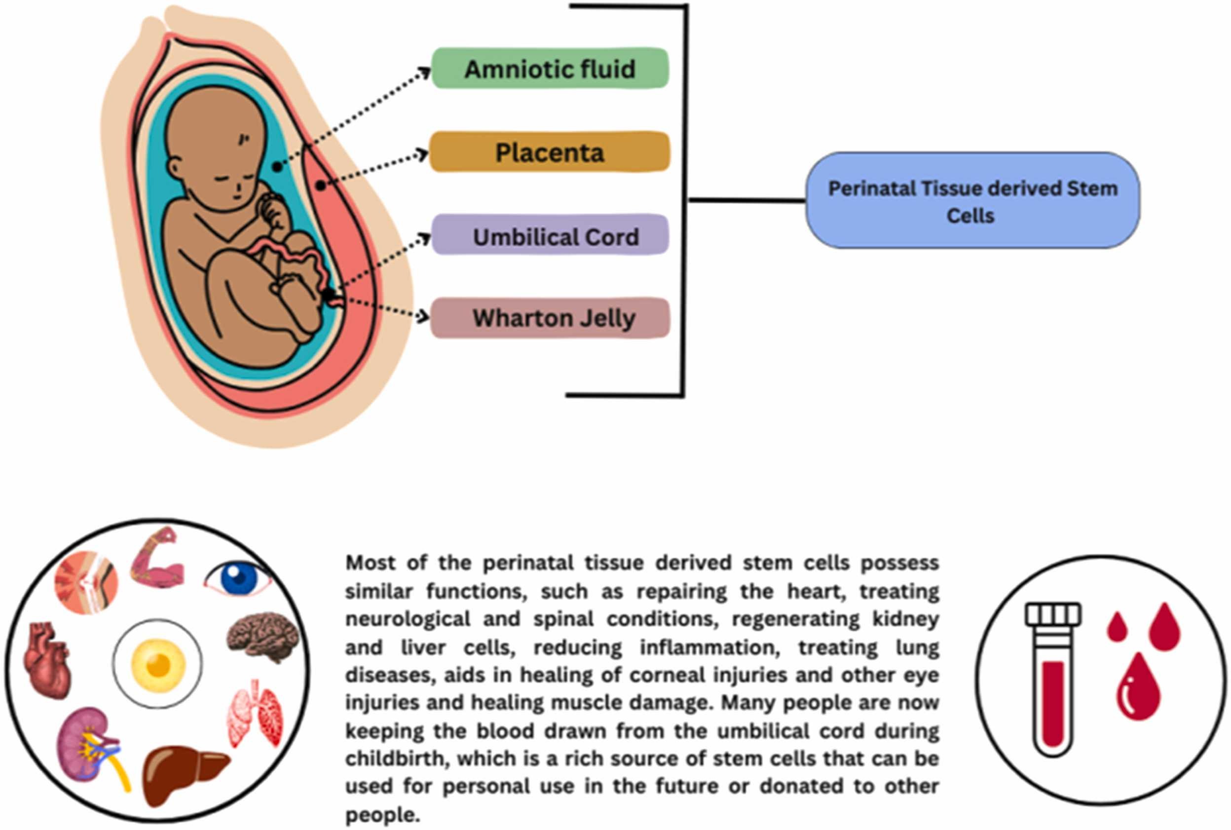 圖3：圍產(chǎn)期干細(xì)胞的分類。