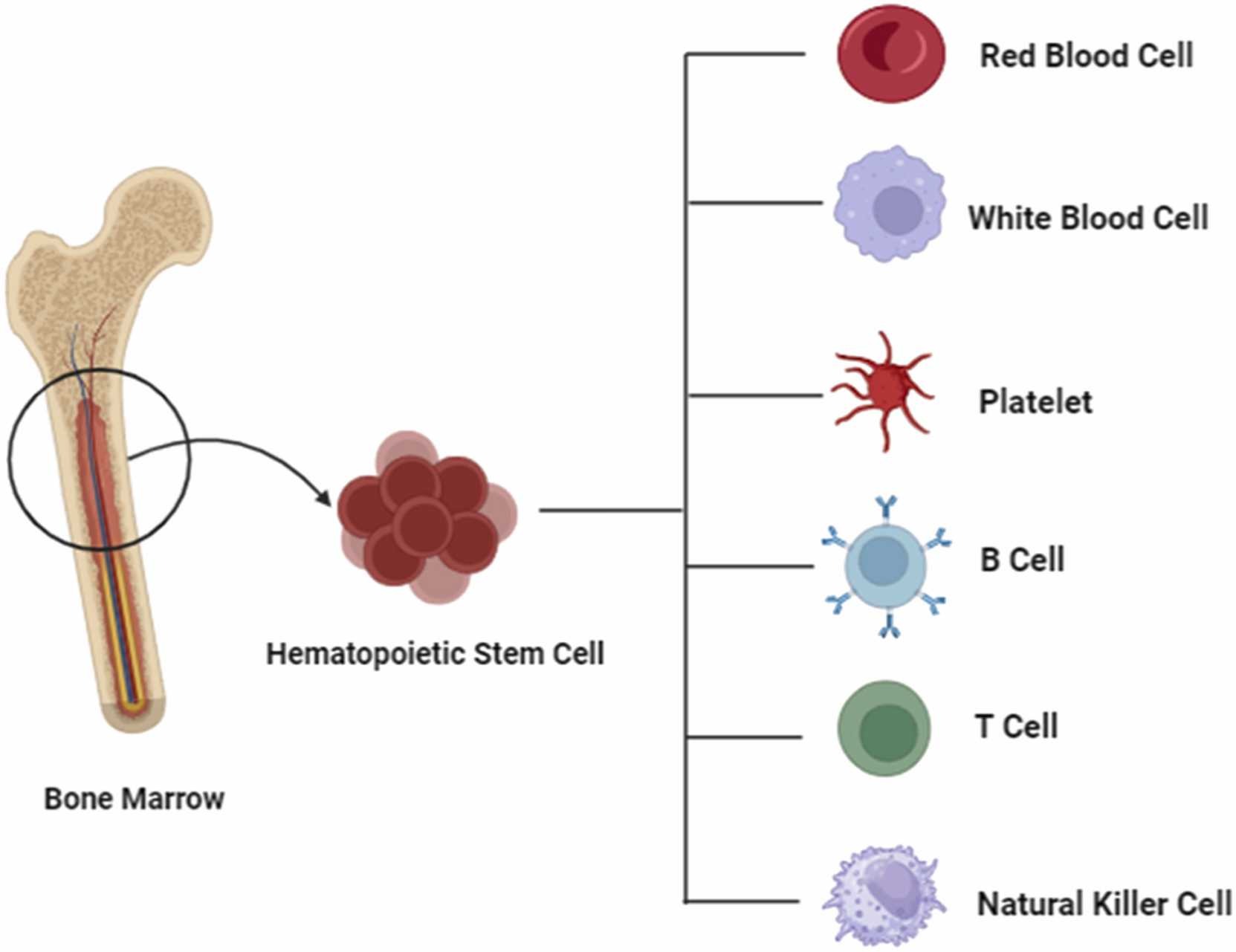 圖2. 造血干細(xì)胞的分化潛力。