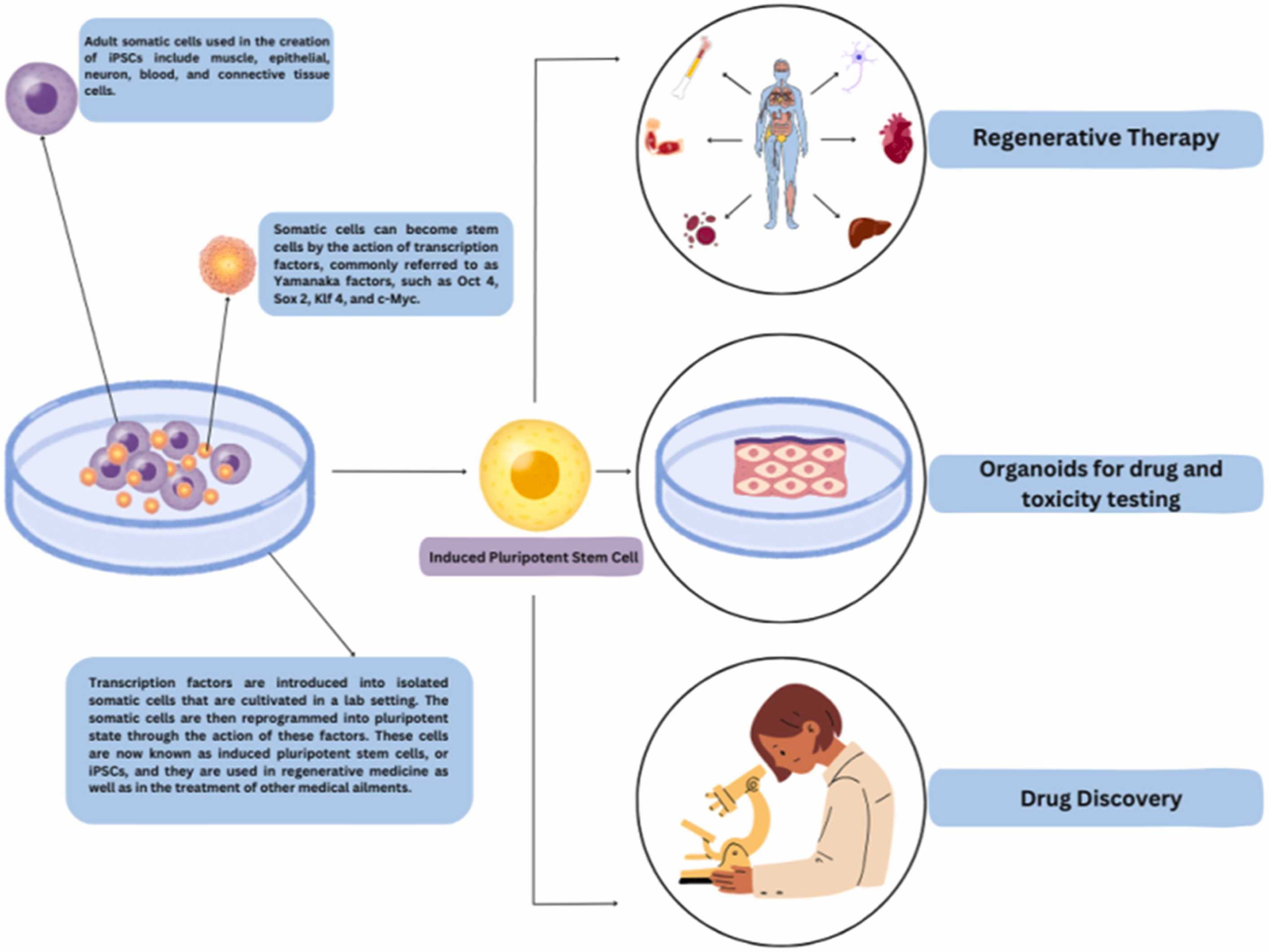 圖1：iPSC的生成和應(yīng)用