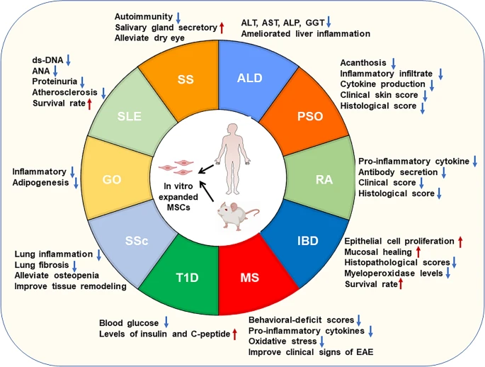 圖2：間充質(zhì)干細(xì)胞治療自身免疫性疾病的臨床前研究