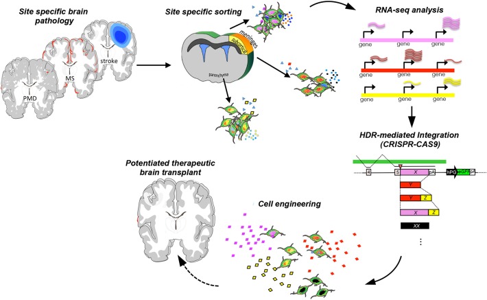 圖1：增強神經(jīng)干細(xì)胞治療可塑性的工程策略。
