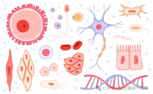 什么是成體干細胞？它們在再生醫(yī)學中的作用