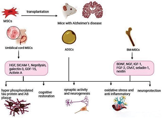 圖1.間充質(zhì)干細(xì)胞在阻止或逆轉(zhuǎn)阿爾茨海默病進(jìn)展方面的建議機(jī)制。