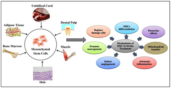 圖1：間充質(zhì)干細(xì)胞 (MSC) 的來源和治療機(jī)制。