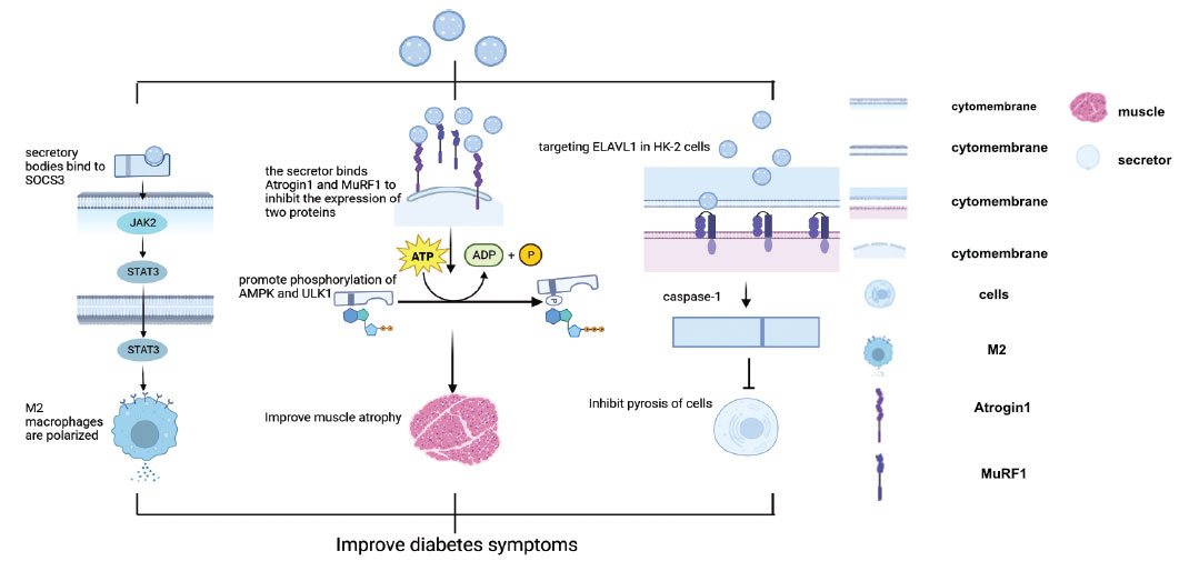 圖(2)：干細胞衍生的分泌體。