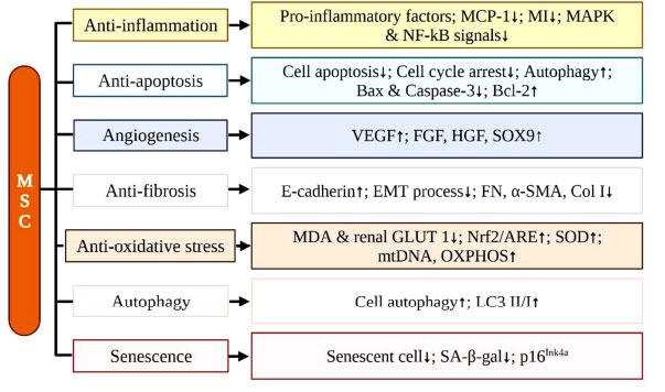 圖 (4)：間充質(zhì)干細胞治療腎臟疾病