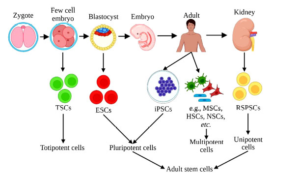 圖 (1)：根據(jù)干細胞分化成其他細胞類型的能力對其進行分類。