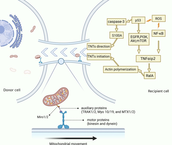 圖3:TNT介導(dǎo)MT的機(jī)制 圖3:TNT介導(dǎo)MT的機(jī)制