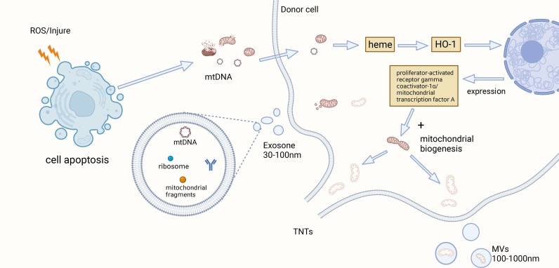 圖1:觸發(fā)MSCs-MT的因素 圖1:觸發(fā)MSCs-MT的因素