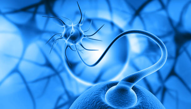 衰老中的神經(jīng)干細(xì)胞，如何利用神經(jīng)干細(xì)胞治療衰老相關(guān)疾??？