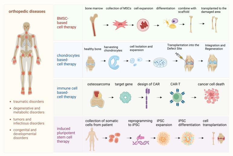 圖1：骨科疾病細(xì)胞療法的詳細(xì)流程。該圖概述了用于治療骨科疾病的各種細(xì)胞療法所涉及的逐步流程。