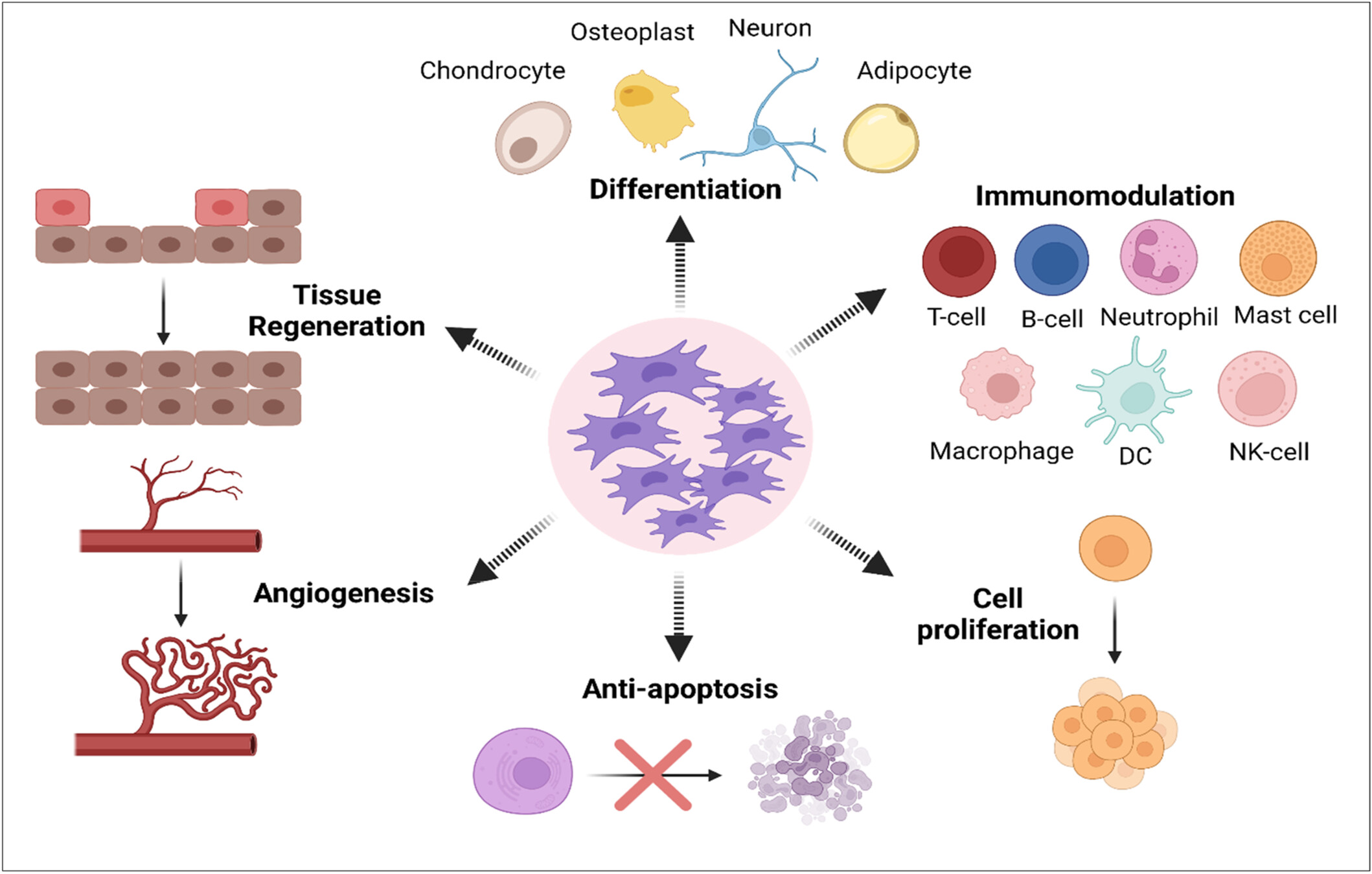 圖2：間充質(zhì)干細(xì)胞 (MSC) 的生物學(xué)作用。