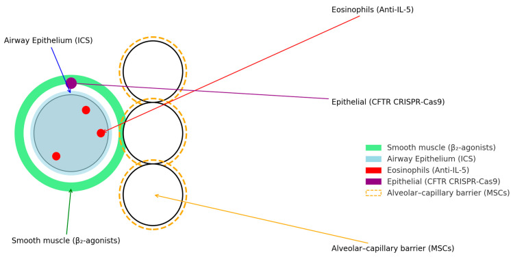 圖1：肺部疾病的當前和新興治療目標。